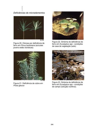 .....
215
Deficiências de microelementos
Figura 20. Clorose por deficiência de
ferro em Pinus banksiana (acículas
jovens estão cloróticas)
Figura 21. Deficiência de cobre em
Picea glauca
Figura 22. Sintoma de deficiência de
ferro em Eucalyptus spp - condições
de casa de vegetação (solo)
Figura 23. Sintoma de deficiência de
ferro em Eucalyptus spp - condições
de campo (solução nutritiva).
 