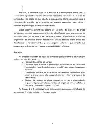 .....
9
Portanto, a amêndoa pode ter o embrião e o endosperma, neste caso o
endosperma representa a reserva alimentícia necessária para iniciar o processo de
germinação. Nos casos em que não há o endosperma, ele foi consumido para a
maturação do embrião, as substâncias de reservas necessária para iniciar o
processo de germinação estarão nos cotilédones.
Essas reservas alimentícias podem ser na forma de óleos ou de amido
(carboidratos), nestes casos as sementes são classificadas como ortodoxas se as
suas reservas forem de óleo p. ex., Mimosa scabrella, o que permite uma maior
longevidade do embrião, menor desidratação. Se as reservas forem amido são
classificadas como recalcitrantes, p. ex., Eugenia uniflora, o que dificulta sua
armazenagem, desidrata com rapidez e sua viabilidade é efêmera.
Embrião
No embrião encontram-se todas as estruturas que irão formar a futura árvore,
assim o embrião é formado por:
Radícula: transforma-se na raiz;
Caulículo: após o iniciar a germinação transforma-se em hipocótilo,
constituindo a base de sustentação dos cotilédones e após dará origem
ao caule;
Cotilédones: contém as substâncias de reservas necessárias para
iniciar o crescimento, são responsáveis por iniciar o processo de
fotossíntese;
Gêmula: dará origem as folhas verdadeiras, por ser o primeiro botão
vegetativo (gema), simultaneamente dará origem as primeiras folhas e
o inicio do crescimento superior do caule.
As Figuras 2 e 3, respectivamente representam a descrição morfológica da
sementes de Erythring velutina e Euterpes edulis.
 