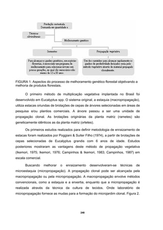 248
FIGURA 1: Aspectos do processo de melhoramento genético florestal objetivando a
melhoria de produtos florestais.
O primeiro método de multiplicação vegetativa implantada no Brasil foi
desenvolvido em Eucalyptus spp. O sistema original, a estaquia (macropropagação),
utiliza estacas oriundas de brotações de cepas de árvores selecionadas em áreas de
pesquisa e/ou plantios comerciais. A árvore passou a ser uma unidade de
propagação clonal. As brotações originárias da planta matriz (rametes) são
geneticamente idênticos as da planta matriz (ortetes).
Os primeiros estudos realizados para definir metodologia de enraizamento de
estacas foram realizados por Poggiani & Suiter Filho (1974), a partir de brotações de
cepas selecionadas de Eucalyptus grandis com 6 anos de idade. Estudos
posteriores mostraram as vantagens deste método de propagação vegetativa
(Ikemori, 1975; Ikemori, 1976; Campinhos & Ikemori, 1983; Campinhos, 1987) em
escala comercial.
Buscando melhorar o enraizamento desenvolveram-se técnicas de
microestaquia (micropropagação). A propagação clonal pode ser alcançada pela
macropropagação ou pela micropropagação. A macropropagação envolve métodos
convencionais, como a estaquia e a enxertia, enquanto que a micropropagação é
realizada através da técnica da cultura de tecidos. Onde laboratório de
micropropagação fornece as mudas para a formação do microjardim clonal. Figura 2.
 