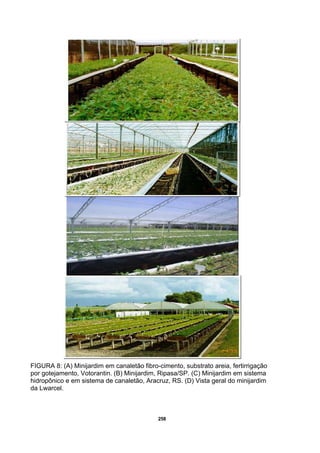 258
FIGURA 8: (A) Minijardim em canaletão fibro-cimento, substrato areia, fertirrigação
por gotejamento, Votorantin. (B) Minijardim, Ripasa/SP. (C) Minijardim em sistema
hidropônico e em sistema de canaletão, Aracruz, RS. (D) Vista geral do minijardim
da Lwarcel.
 