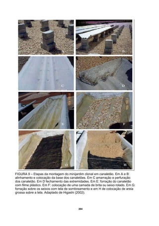 264
FIGURA 9 – Etapas da montagem do minijardim clonal em canaletão. Em A e B:
alinhamento e colocação da base dos canaletões. Em C amarração e perfuração
dos canaletão. Em D fechamento das extremidades. Em E: forração do canaletão
com filme plástico. Em F: colocação de uma camada de brita ou seixo rolado. Em G:
forração sobre os seixos com tela de sombreamento e em H de colocação de areia
grossa sobre a tela. Adaptado de Higashi (2002).
 