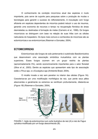 273
O conhecimento da condição micorrízica atual das espécies é muito
importante, pois serve de suporte para pesquisas sobre a produção de mudas e
tecnologias para garantir o sucesso do reflorestamento. A inoculação com fungo
eficiente em espécies dependentes de micorriza poderá reduzir o uso de insumos,
gerando uma economia de recursos e tempo na recuperação florística de áreas
desmatadas ou destinadas à formação de matas (Carneiro et al., 1998). Os fungos
micorrízicos se distinguem com base na relação de suas hifas com as células
radiculares do hospedeiro. Os tipos mais comuns e conhecidos de micorrizas são as
ectomicorrizas e as endomicorrizas (Raisman e Gonzalez, 2004).
ECTOMICORRIZAS
Ectomicorrizas são fungos de solo pertencente à subdivisão Basidiomicotina
que desenvolvem uma associação simbiótica mutualística com as plantas
superiores. Esses fungos ocorrem em um grupo restrito de plantas
(aproximadamente 5%), sendo economicamente importantes para o setor florestal
(Silva et al., 2003). Dentre as espécies que apresentam este tipo de associação
estão o Pinus spp. e o Eucalyptus spp (Ambiente Brasil, 2004).
O micélio invade a raiz sem penetrar no interior das células (Figura 1A).
Caracteriza-se por uma modificação morfológica da raiz, que perde seus pêlos
absorventes e geralmente os extremos se ramificam profundamente, dilatando-se
(Figura 1B) (Raisman e Gonzalez, 2004).
FIGURA 1: Ação da ectomicorriza num corte ilustrativo de raiz (A) e raiz de Fagus
sylvatica modificado por um fungo desconhecido (B).
 