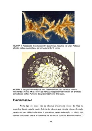 275
FIGURA 4: Associação micorrízica entre Eucalyptus maculata e o fungo Astraeus
pteridis (setas). Aumento de aproximadamente 10 vezes.
FIGURA 5: Secção transversal de uma raiz ectomicorrizada de Pinus strobus
mostrando a manta (M) e a Rede de Hartig (setas) desenvolvendo-se em diversas
camadas do córtex. Aumento de aproximadamente 215 vezes.
ENDOMICORRIZAS
Neste tipo de fungo não se observa crescimento denso de hifas na
superfície da raiz, não há manto. Entretanto, há uma rede micelial interna. O micélio
penetra na raiz, onde inicialmente é intercelular, penetrando então no interior das
células radiculares, desde a rizoderme até às células corticais. Resumidamente, O
 