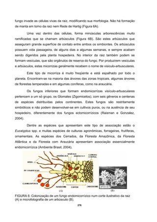 276
fungo invade as células vivas da raiz, modificando sua morfologia. Não há formação
de manta em torno da raiz nem Rede de Hartig (Figura 6A).
Uma vez dentro das células, forma minúsculas arborescências muito
ramificadas que se chamam arbúsculos (Figura 6B). São estes arbúsculos que
asseguram grande superfície de contato entre ambos os simbiontes. Os arbúsculos
possuem vida passageira, de alguns dias a algumas semanas, e sempre acabam
sendo digeridos pela planta hospedeira. No interior da raiz também podem se
formam vesículas, que são orgânulos de reserva do fungo. Por produzirem vesículas
e arbúsculos, estas micorrizas geralmente recebem o nome de visiculo-arbusculares.
Este tipo de micorriza é muito freqüente e está espalhado por todo o
planeta. Encontram-se na maioria das árvores das zonas tropicais, algumas árvores
de florestas temperadas e em algumas coníferas, como na araucária.
Os fungos inferiores que formam endomicorrízas visículo-arbusculares
pertencem a um só grupo, os Glomales (Zigomicetos), com seis gêneros e centenas
de espécies distribuídas pelos continentes. Estes fungos são restritamente
simbióticos e não podem desenvolver-se em cultivos puros, ou na ausência de seu
hospedeiro, diferentemente dos fungos ectomicorrízicos (Raisman e Gonzalez,
2004).
Dentre as espécies que apresentam este tipo de associação estão o
Eucalyptus spp. e muitas espécies de culturas agronômicas, forrageiras, frutíferas,
ornamentais. As espécies dos Cerrados, da Floresta Amazônica, da Floresta
Atlântica e da Floresta com Araucária apresentam associação essencialmente
endomicorrízica (Ambiente Brasil, 2004).
FIGURA 6: Colonização de um fungo endomicorrízico num corte ilustrativo da raiz
(A) e microfotografia de um arbúsculo (B).
 
