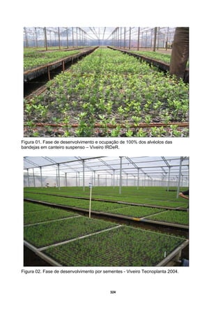 324
Figura 01. Fase de desenvolvimento e ocupação de 100% dos alvéolos das
bandejas em canteiro suspenso – Viveiro IRDeR.
Figura 02. Fase de desenvolvimento por sementes - Viveiro Tecnoplanta 2004.
 
