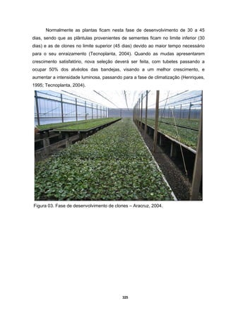 325
Normalmente as plantas ficam nesta fase de desenvolvimento de 30 a 45
dias, sendo que as plântulas provenientes de sementes ficam no limite inferior (30
dias) e as de clones no limite superior (45 dias) devido ao maior tempo necessário
para o seu enraizamento (Tecnoplanta, 2004). Quando as mudas apresentarem
crescimento satisfatório, nova seleção deverá ser feita, com tubetes passando a
ocupar 50% dos alvéolos das bandejas, visando a um melhor crescimento, e
aumentar a intensidade luminosa, passando para a fase de climatização (Henriques,
1995; Tecnoplanta, 2004).
Figura 03. Fase de desenvolvimento de clones – Aracruz, 2004.
 