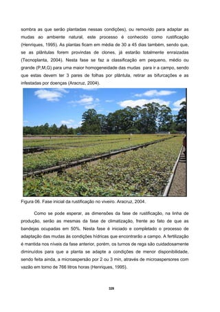 328
sombra as que serão plantadas nessas condições), ou removido para adaptar as
mudas ao ambiente natural, este processo é conhecido como rustificação
(Henriques, 1995). As plantas ficam em média de 30 a 45 dias também, sendo que,
se as plântulas forem provindas de clones, já estarão totalmente enraizadas
(Tecnoplanta, 2004). Nesta fase se faz a classificação em pequeno, médio ou
grande (P,M,G) para uma maior homogeneidade das mudas para ir a campo, sendo
que estas devem ter 3 pares de folhas por plântula, retirar as bifurcações e as
infestadas por doenças (Aracruz, 2004).
Figura 06. Fase inicial da rustificação no viveiro. Aracruz, 2004.
Como se pode esperar, as dimensões da fase de rustificação, na linha de
produção, serão as mesmas da fase de climatização, frente ao fato de que as
bandejas ocupadas em 50%. Nesta fase é iniciado e completado o processo de
adaptação das mudas às condições hídricas que encontrarão a campo. A fertilização
é mantida nos níveis da fase anterior, porém, os turnos de rega são cuidadosamente
diminuídos para que a planta se adapte a condições de menor disponibilidade,
sendo feita ainda, a microaspersão por 2 ou 3 min, através de microaspersores com
vazão em torno de 766 litros horas (Henriques, 1995).
 