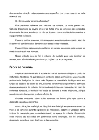 26
das sementes, atração pelos pássaros,peso específico dos cones, quando se trata
de Pinus spp.
C - Como coletar sementes florestais?
Este particular refere-se aos métodos de colheita, os quais podem ser:
Colheita diretamente da árvore em pé Os frutos e/ou as sementes são coletados
diretamente da copa, escalando ou não as árvores, com o auxílio de ferramentas e
equipamentos especiais.
Esse é o melhor processo, pois asseguram a continuidade da matriz, além de
se conhecer com certeza as sementes que estão sendo coletadas.
Essa atividade exige grandes cuidados ao escalar as árvores, pois sempre se
corre risco ao subir nas matrizes.
Nesse método deve-se ter o máximo de cuidado para não danificar as
árvores, com a finalidade de garantir as produções dos anos seguintes.
ÉPOCA DE COLHEITA
A época ideal de colheita é aquela em que as sementes atingem o ponto de
maturidade fisiológica, no qual possuem o máximo poder germinativo e vigor, ficando
praticamente desligadas da planta mãe. O ponto de maturidade fisiológica varia em
função da espécie, do local e do ano, existindo parâmetros que permitem a definição
da época adequada de colheita, denominados de índices de maturação. No caso de
sementes florestais, a definição da época de colheita é muito importante, porque
grande número de espécies produzem frutos de
natureza deiscente. Estes frutos abrem-se na árvore, para que ocorra a
dispersão natural das sementes.
As modificações morfológicas, bioquímicas e fisiológicas que ocorrem com os
frutos e as sementes durante o processo de maturação, podem ser utilizados como
índices de maturação para o estabelecimento da época de colheita. Geralmente
estes índices são baseados em parâmetros como coloração, teor de umidade,
densidade, tamanho e peso dos frutos e das sementes.
 