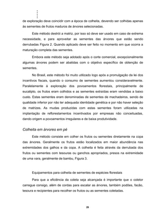 .....
29
de exploração deve coincidir com a época de colheita, devendo ser colhidas apenas
às sementes de frutos maduros de árvores selecionadas.
Este método destrói a matriz, por isso só deve ser usado em caso de extrema
necessidade, e para aproveitar as sementes das árvores que estão sendo
derrubadas Figura 2. Quando aplicado deve ser feito no momento em que ocorra a
maturação completa das sementes.
Embora este método seja adotado após o corte comercial, excepcionalmente
algumas árvores podem ser abatidas com o objetivo específico de obtenção de
sementes.
No Brasil, este método foi muito utilizado logo após a promulgação da lei dos
incentivos fiscais, quando o consumo de sementes aumentou consideravelmente.
Paralelamente à exploração dos povoamentos florestais, principalmente de
eucalipto, os frutos eram colhidos e as sementes extraídas eram vendidas a baixo
custo. Estas sementes eram denominadas de sementes de machadeiros, sendo de
qualidade inferior por não ter adequada identidade genética e por não haver seleção
de matrizes. As mudas produzidas com estas sementes foram utilizadas na
implantação de reflorestamentos incentivados por empresas não conceituadas,
dando origem a povoamentos irregulares e de baixa produtividade.
Colheita em árvores em pé
Este método consiste em colher os frutos ou sementes diretamente na copa
das árvores. Geralmente os frutos estão localizados em maior abundância nas
extremidades dos galhos e da copa. A colheita é feita através da derrubada dos
frutos ou sementes com tesouras ou ganchos apropriados, presos na extremidade
de uma vara, geralmente de bambu, Figura 3.
Equipamentos para colheita de sementes de espécies florestais
Para que a eficiência da coleta seja alcançada é importante que o coletor
carregue consigo, além de cordas para escalar as árvores, também podões, facão,
tesoura e recipientes para recolher os frutos ou as sementes coletadas.
 