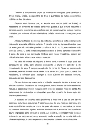 30
Também é indispensável dispor de material de anotações para identificar a
árvore matriz, o local, o proprietário da área, a quantidade de frutos ou sementes
colhida e a data da coleta.
Deve-se ainda lembrar que, ao escalar uma árvore (subir na árvore), é
necessário ter o máximo de cuidado para evitar quedas, o que é muito freqüente e
perigoso. Assim, recomenda-se ao coletor que, ao escalar árvores, tenha o máximo
cuidado e que, antes de iniciar a atividade de colheita, amarrasse com segurança na
copa.
A tesoura utilizada é a tesoura de poda alta, que efetua o corte ao ser puxada
pela corda amarrada à lâmina cortante. O gancho pode ter formas diferentes, mas
de modo geral são utilizados ganchos com forma de "C" ou "S", com corte nos dois
lados da lâmina. O corte é efetuado pressionando-se a lâmina cortante de encontro
à parte da copa a ser derrubada. Embora com menor freqüência, podem ser
utilizados também a tesoura de mão ou o serrote.
No caso de árvores de pequeno e médio porte, o acesso à copa pode ser
conseguido do chão, com alcance equivalente à altura do colhedor e do
comprimento da vara. É comum na colheita de cones de Pinus em pomares de
sementes, onde as árvores são de menor porte e mais encopada quando jovens. Se
necessário, o colhedor pode alcançar a copa subindo em escadas comuns,
colocadas ao lado das árvores.
Para as árvores de maior porte, o colhedor necessita escalar a árvore para
efetuar a colheita. Em árvores de ramos grossos, como no caso de várias essências
nativas, a escalada pode ser realizada com o uso de escadas feitas de corda. Na
extremidade da corda existe um dispositivo que a fixa no galho da árvore, após ser
lançada pelo colhedor.
A escalada de árvores altas geralmente é feita com o uso de um par de
esporas e cinturão de segurança. A espora consiste de uma haste de aço tendo em
suas extremidades correias de couro, as quais são presas no tornozelo e na perna
do comedor. O cinturão é preso à cintura do comedor e é dotado de uma correia de
couro empregada para envolver a árvore. Ao escalá-la, o colhedor troca o passo
enterrando as esporas no tronco, enquanto muda a posição da correia. Além de
oferecer segurança, b cinturão permite o descanso do colhedor no ato da subida.
 