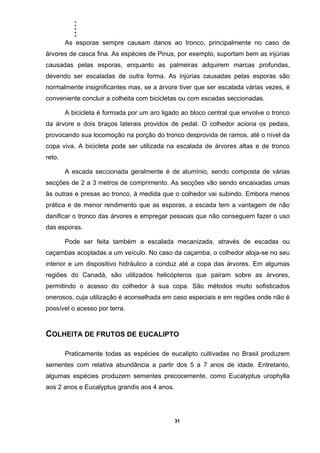 .....
31
As esporas sempre causam danos ao tronco, principalmente no caso de
árvores de casca fina. As espécies de Pinus, por exemplo, suportam bem as injúrias
causadas pelas esporas, enquanto as palmeiras adquirem marcas profundas,
devendo ser escaladas de outra forma. As injúrias causadas pelas esporas são
normalmente insignificantes mas, se a árvore tiver que ser escalada várias vezes, é
conveniente concluir a colheita com bicicletas ou com escadas seccionadas.
A bicicleta é formada por um aro ligado ao bloco central que envolve o tronco
da árvore e dois braços laterais providos de pedal. O colhedor aciona os pedais,
provocando sua locomoção na porção do tronco desprovida de ramos, até o nível da
copa viva. A bicicleta pode ser utilizada na escalada de árvores altas e de tronco
reto.
A escada seccionada geralmente é de alumínio, sendo composta de várias
secções de 2 a 3 metros de comprimento. As secções vão sendo encaixadas umas
às outras e presas ao tronco, à medida que o colhedor vai subindo. Embora menos
prática e de menor rendimento que as esporas, a escada tem a vantagem de não
danificar o tronco das árvores e empregar pessoas que não conseguem fazer o uso
das esporas.
Pode ser feita também a escalada mecanizada, através de escadas ou
caçambas acopladas a um veículo. No caso da caçamba, o colhedor aloja-se no seu
interior e um dispositivo hidráulico a conduz até a copa das árvores. Em algumas
regiões do Canadá, são utilizados helicópteros que pairam sobre as árvores,
permitindo o acesso do colhedor à sua copa. São métodos muito sofisticados
onerosos, cuja utilização é aconselhada em caso especiais e em regiões onde não é
possível o acesso por terra.
COLHEITA DE FRUTOS DE EUCALIPTO
Praticamente todas as espécies de eucalipto cultivadas no Brasil produzem
sementes com relativa abundância a partir dos 5 a 7 anos de idade. Entretanto,
algumas espécies produzem sementes precocemente, como Eucalyptus urophylla
aos 2 anos e Eucalyptus grandis aos 4 anos.
 