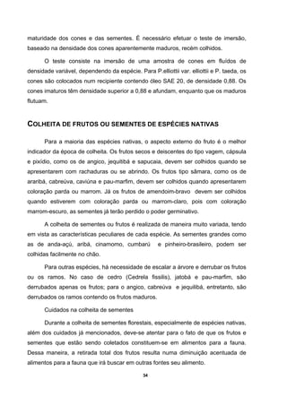 34
maturidade dos cones e das sementes. É necessário efetuar o teste de imersão,
baseado na densidade dos cones aparentemente maduros, recém colhidos.
O teste consiste na imersão de uma amostra de cones em fluídos de
densidade variável, dependendo da espécie. Para P.elliottii var. elliottii e P. taeda, os
cones são colocados num recipiente contendo óleo SAE 20, de densidade 0,88. Os
cones imaturos têm densidade superior a 0,88 e afundam, enquanto que os maduros
flutuam.
COLHEITA DE FRUTOS OU SEMENTES DE ESPÉCIES NATIVAS
Para a maioria das espécies nativas, o aspecto externo do fruto é o melhor
indicador da época de colheita. Os frutos secos e deiscentes do tipo vagem, cápsula
e pixídio, como os de angico, jequitibá e sapucaia, devem ser colhidos quando se
apresentarem com rachaduras ou se abrindo. Os frutos tipo sâmara, como os de
araribá, cabreúva, caviúna e pau-marfim, devem ser colhidos quando apresentarem
coloração parda ou marrom. Já os frutos de amendoim-bravo devem ser colhidos
quando estiverem com coloração parda ou marrom-claro, pois com coloração
marrom-escuro, as sementes já terão perdido o poder germinativo.
A colheita de sementes ou frutos é realizada de maneira muito variada, tendo
em vista as características peculiares de cada espécie. As sementes grandes como
as de anda-açú, aribá, cinamomo, cumbarú e pinheiro-brasileiro, podem ser
colhidas facilmente no chão.
Para outras espécies, há necessidade de escalar a árvore e derrubar os frutos
ou os ramos. No caso de cedro (Cedrela fissilis), jatobá e pau-marfim, são
derrubados apenas os frutos; para o angico, cabreúva e jequilibá, entretanto, são
derrubados os ramos contendo os frutos maduros.
Cuidados na colheita de sementes
Durante a colheita de sementes florestais, especialmente de espécies nativas,
além dos cuidados já mencionados, deve-se atentar para o fato de que os frutos e
sementes que estão sendo coletados constituem-se em alimentos para a fauna.
Dessa maneira, a retirada total dos frutos resulta numa diminuição acentuada de
alimentos para a fauna que irá buscar em outras fontes seu alimento.
 