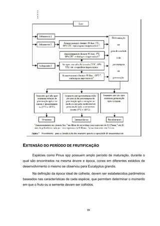 .....
51
EXTENSÃO DO PERÍODO DE FRUTIFICAÇÃO
Espécies como Pinus spp possuem amplo período de maturação, durante o
qual são encontrados na mesma árvore e época, cones em diferentes estádios de
desenvolvimento o mesmo se observou para Eucalyptus grandis.
Na definição da época ideal de colheita, devem ser estabelecidos parâmetros
baseados nas características de cada espécie, que permitam determinar o momento
em que o fruto ou a semente devam ser colhidos.
 