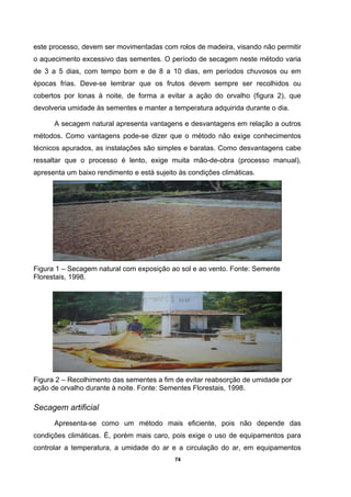 74
este processo, devem ser movimentadas com rolos de madeira, visando não permitir
o aquecimento excessivo das sementes. O período de secagem neste método varia
de 3 a 5 dias, com tempo bom e de 8 a 10 dias, em períodos chuvosos ou em
épocas frias. Deve-se lembrar que os frutos devem sempre ser recolhidos ou
cobertos por lonas à noite, de forma a evitar a ação do orvalho (figura 2), que
devolveria umidade às sementes e manter a temperatura adquirida durante o dia.
A secagem natural apresenta vantagens e desvantagens em relação a outros
métodos. Como vantagens pode-se dizer que o método não exige conhecimentos
técnicos apurados, as instalações são simples e baratas. Como desvantagens cabe
ressaltar que o processo é lento, exige muita mão-de-obra (processo manual),
apresenta um baixo rendimento e está sujeito às condições climáticas.
Figura 1 – Secagem natural com exposição ao sol e ao vento. Fonte: Semente
Florestais, 1998.
Figura 2 – Recolhimento das sementes a fim de evitar reabsorção de umidade por
ação de orvalho durante à noite. Fonte: Sementes Florestais, 1998.
Secagem artificial
Apresenta-se como um método mais eficiente, pois não depende das
condições climáticas. É, porém mais caro, pois exige o uso de equipamentos para
controlar a temperatura, a umidade do ar e a circulação do ar, em equipamentos
 