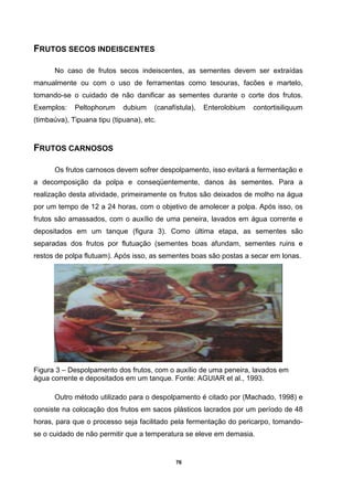 76
FRUTOS SECOS INDEISCENTES
No caso de frutos secos indeiscentes, as sementes devem ser extraídas
manualmente ou com o uso de ferramentas como tesouras, facões e martelo,
tomando-se o cuidado de não danificar as sementes durante o corte dos frutos.
Exemplos: Peltophorum dubium (canafístula), Enterolobium contortisiliquum
(timbaúva), Tipuana tipu (tipuana), etc.
FRUTOS CARNOSOS
Os frutos carnosos devem sofrer despolpamento, isso evitará a fermentação e
a decomposição da polpa e conseqüentemente, danos às sementes. Para a
realização desta atividade, primeiramente os frutos são deixados de molho na água
por um tempo de 12 a 24 horas, com o objetivo de amolecer a polpa. Após isso, os
frutos são amassados, com o auxílio de uma peneira, lavados em água corrente e
depositados em um tanque (figura 3). Como última etapa, as sementes são
separadas dos frutos por flutuação (sementes boas afundam, sementes ruins e
restos de polpa flutuam). Após isso, as sementes boas são postas a secar em lonas.
Figura 3 – Despolpamento dos frutos, com o auxílio de uma peneira, lavados em
água corrente e depositados em um tanque. Fonte: AGUIAR et al., 1993.
Outro método utilizado para o despolpamento é citado por (Machado, 1998) e
consiste na colocação dos frutos em sacos plásticos lacrados por um período de 48
horas, para que o processo seja facilitado pela fermentação do pericarpo, tomando-
se o cuidado de não permitir que a temperatura se eleve em demasia.
 