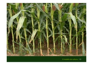 O modelo de cultura | 13 
 