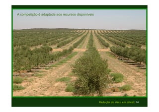 Redução do risco em olival| 14 
A competição é adaptada aos recursos disponíveis 
Texto 
Texto 
 