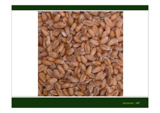 Semente | 47 
 