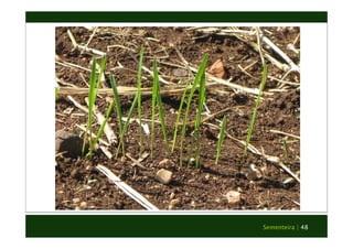 Sementeira | 48 
 