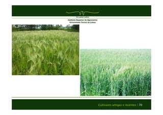 Cultivares antigas e recentes | 70 
 