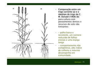 • Comparação entre um 
trigo corrente (a) e o 
ideótipo de trigo de C. 
M. Donald (1968) (b) 
para cultura com 
povoamentos densos e 
recursos do solo não 
limitantes: 
• - palha baixa e 
resistente, um número 
reduzido de folhas 
erectas e uma espiga 
longa 
• - comportamento não 
competitivo, alto índice 
de colheita e máximo 
desempenho em 
comunidade. 
Ideótipo | 71 
 