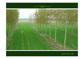 Agroforestry | 85 
 