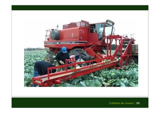 Colheita de couves | 88 
 