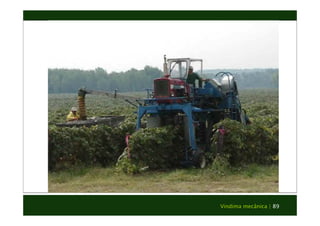 Vindima mecânica | 89 
 