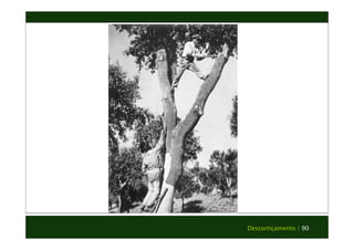 Descortiçamento | 90 
