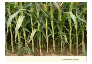 O modelo de cultura | 13
 