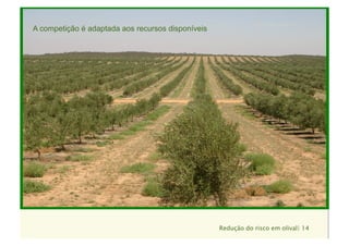 Redução do risco em olival| 14
Texto
Texto
A competição é adaptada aos recursos disponíveis
 