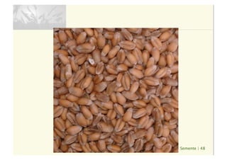 Semente | 48
 