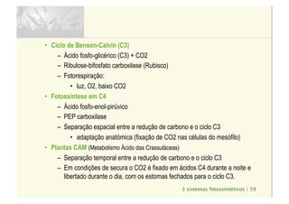 3 sistemas fotossintéticos | 59
•  Ciclo de Benson-Calvin (C3)
–  Ácido fosfo-glicérico (C3) + CO2
–  Ribulose-bifosfato carboxilase (Rubisco)
–  Fotorespiração:
•  luz, O2, baixo CO2
•  Fotossíntese em C4
–  Ácido fosfo-enol-pirúvico
–  PEP carboxilase
–  Separação espacial entre a redução de carbono e o ciclo C3
•  adaptação anatómica (fixação de CO2 nas células do mesófilo)
•  Plantas CAM (Metabolismo Ácido das Crassuláceas)
–  Separação temporal entre a redução de carbono e o ciclo C3
–  Em condições de secura o CO2 é fixado em ácidos C4 durante a noite e
libertado durante o dia, com os estomas fechados para o ciclo C3.
 