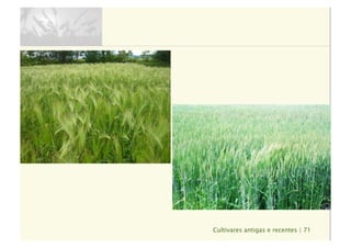 Cultivares antigas e recentes | 71
 