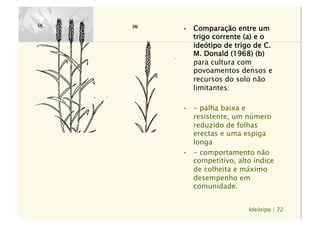 Ideótipo | 72
•  Comparação entre um
trigo corrente (a) e o
ideótipo de trigo de C.
M. Donald (1968) (b)
para cultura com
povoamentos densos e
recursos do solo não
limitantes:
•  - palha baixa e
resistente, um número
reduzido de folhas
erectas e uma espiga
longa
•  - comportamento não
competitivo, alto índice
de colheita e máximo
desempenho em
comunidade.
 
