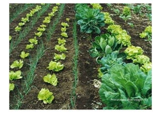 Procurando diversidade| 83
 