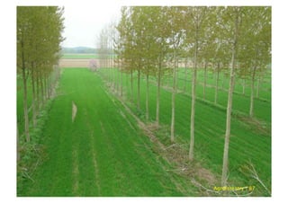 Agroforestry | 87
 