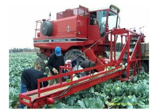 Colheita de couves | 91
 