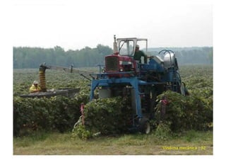 Vindima mecânica | 92
 