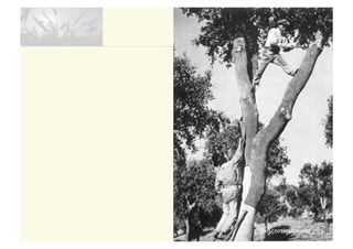 Descortiçamento | 93
 