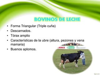 • Forma Triangular (Triple cuña)
• Descarnados.
• Tórax amplio
• Características de la ubre (altura, pezones y vena
mamaria)
• Buenos aplomos.
 