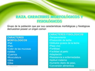 Grupo de la población que por sus características morfológicas y fisiológicas
demuestran poseer un origen común
CARACTERES
MORFOLÓGICOS
•Piel
•Pelo
•Color de las mucosas
visibles
•Cuernos
•Musculatura
•Ubre
•Giba
•Prepucio
CARACTERES FISIOLÓGICOS
•Temperamento
•Producción de leche
•Glóbulos grasos de la leche
•Peso vivo
•Fertilidad
•Facilidad al parto
•Adaptación
•Resistencia a enfermedades
•Aptitud materna
•Aumento diario de peso,
•Conversión alimenticia
 