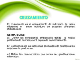 El cruzamiento es el apareamiento de individuos de razas
diferentes o entre individuos de especies diferentes
(hibridación).
ESTRATEGIAS:
a.) Definir las condiciones ambientales donde la nueva
población de animales será explotada comercialmente.
b.) Escogencia de las razas más adecuadas de acuerdo a los
objetivos de producción.
c.) Definir las características que deben ser genéticamente
mejoradas.
 