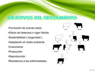 •Formación de nuevas razas
•Efecto de heterosis o vigor hibrido
•Sostenibilidad ( longevidad )
•Adaptación al medio ambiente
•Crecimiento
•Producción
•Reproducción
•Resistencia a las enfermedades
 