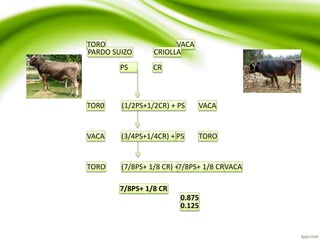 TORO VACA
PARDO SUIZO CRIOLLA
PS CR
TOR0 (1/2PS+1/2CR) + PS VACA
VACA (3/4PS+1/4CR) + PS TORO
TORO (7/8PS+ 1/8 CR) +7/8PS+ 1/8 CRVACA
7/8PS+ 1/8 CR
0.875
0.125
 