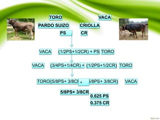 TORO VACA
PARDO SUIZO CRIOLLA
PS CR
VACA (1/2PS+1/2CR) + PS TORO
VACA (3/4PS+1/4CR) + (1/2PS+1/2CR) TORO
TORO(5/8PS+ 3/8CR) (5/8PS+ 3/8CR) VACA
5/8PS+ 3/8CR
0.625 PS
0.375 CR
+
 