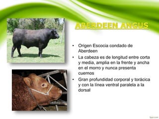 • Origen Escocia condado de
Aberdeen
• La cabeza es de longitud entre corta
y media, amplia en la frente y ancha
en el morro y nunca presenta
cuernos
• Gran profundidad corporal y torácica
y con la línea ventral paralela a la
dorsal
 