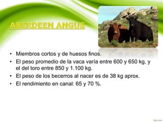 • Miembros cortos y de huesos finos.
• El peso promedio de la vaca varía entre 600 y 650 kg, y
el del toro entre 850 y 1.100 kg.
• El peso de los becerros al nacer es de 38 kg aprox.
• El rendimiento en canal: 65 y 70 %.
 