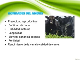 • Precocidad reproductiva
• Facilidad de parto
• Habilidad materna
• Longevidad
• Elevada ganancia de peso
• Fertilidad
• Rendimiento de la canal y calidad de carne
 