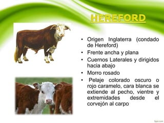 • Origen Inglaterra (condado
de Hereford)
• Frente ancha y plana
• Cuernos Laterales y dirigidos
hacia abajo
• Morro rosado
• Pelaje colorado oscuro o
rojo caramelo, cara blanca se
extiende al pecho, vientre y
extremidades desde el
corvejón al carpo
 